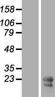 ALR (GFER) Human Over-expression Lysate