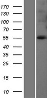 GLUD1 Human Over-expression Lysate