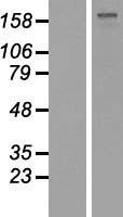 GLI2 Human Over-expression Lysate