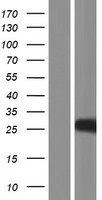 Histone H1t (HIST1H1T) Human Over-expression Lysate