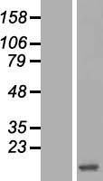 HBZ Human Over-expression Lysate