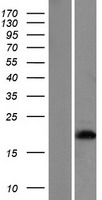 Hemoglobin subunit epsilon (HBE1) Human Over-expression Lysate