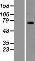 ZBTB48 Human Over-expression Lysate