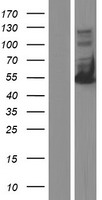 HCLS1 Human Over-expression Lysate