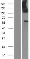 LMO7 Human Over-expression Lysate