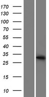 METTL1 Human Over-expression Lysate