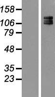 Neurofilament (NEFM) Human Over-expression Lysate