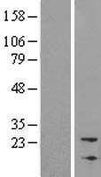 NBL1 Human Over-expression Lysate