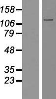 MYO1A Human Over-expression Lysate