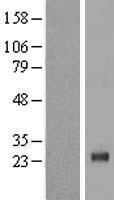 l-Myc (MYCL) Human Over-expression Lysate