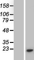 PMS2P3 Human Over-expression Lysate