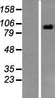 STAT2 Human Over-expression Lysate