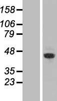 ZRANB2 Human Over-expression Lysate