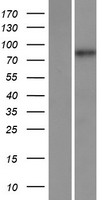 Chromosome X open reading frame 6 (MAMLD1) Human Over-expression Lysate