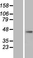 AP1M2 Human Over-expression Lysate