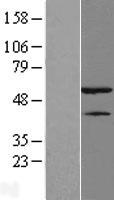 HNRPH1 (HNRNPH1) Human Over-expression Lysate
