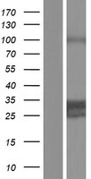 DNAJC4 Human Over-expression Lysate