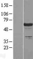 SLP76 (LCP2) Human Over-expression Lysate