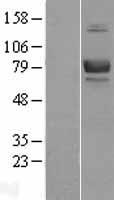 CD239 (BCAM) Human Over-expression Lysate