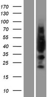 LYL1 Human Over-expression Lysate