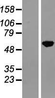 Nuclear Factor 1 (NFIA) Human Over-expression Lysate
