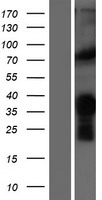 MYF5 Human Over-expression Lysate