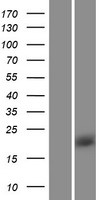 RHEB Human Over-expression Lysate