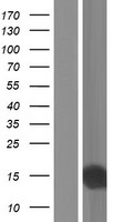 SNURF Human Over-expression Lysate