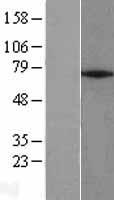 ZNF354A Human Over-expression Lysate