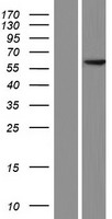 PDCD7 Human Over-expression Lysate