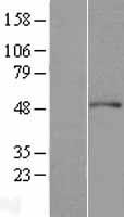 Arp3 (ACTR3) Human Over-expression Lysate