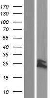 Cyclophilin F (PPIF) Human Over-expression Lysate