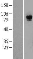 RASGRP1 Human Over-expression Lysate
