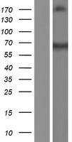 PRMT3 Human Over-expression Lysate
