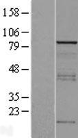 Vinexin (SORBS3) Human Over-expression Lysate