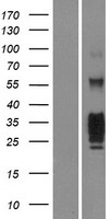 KLRG1 Human Over-expression Lysate