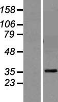 GPA33 Human Over-expression Lysate