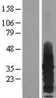 RAMP3 Human Over-expression Lysate