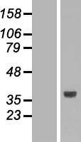 SLC25A3 Human Over-expression Lysate