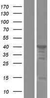 MAEA Human Over-expression Lysate