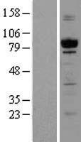 GPIP137 (CAPRIN1) Human Over-expression Lysate