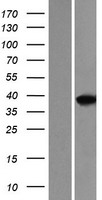 MEF2B (BORCS8-MEF2B) Human Over-expression Lysate
