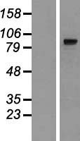 MIPEP Human Over-expression Lysate