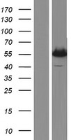 MMP11 Human Over-expression Lysate