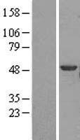 Brk (PTK6) Human Over-expression Lysate