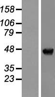 NAP1L4 Human Over-expression Lysate