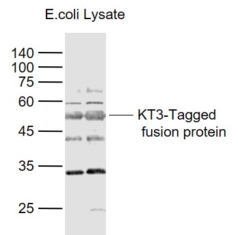 KT3 tag antibody