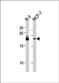 C13orf30 antibody