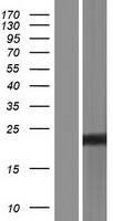 Sigma1 receptor (SIGMAR1) Human Over-expression Lysate