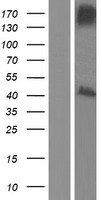 RASSF1 Human Over-expression Lysate